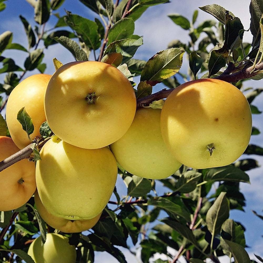 Golden Delicious apples, yellow and lightly freckled, after picking