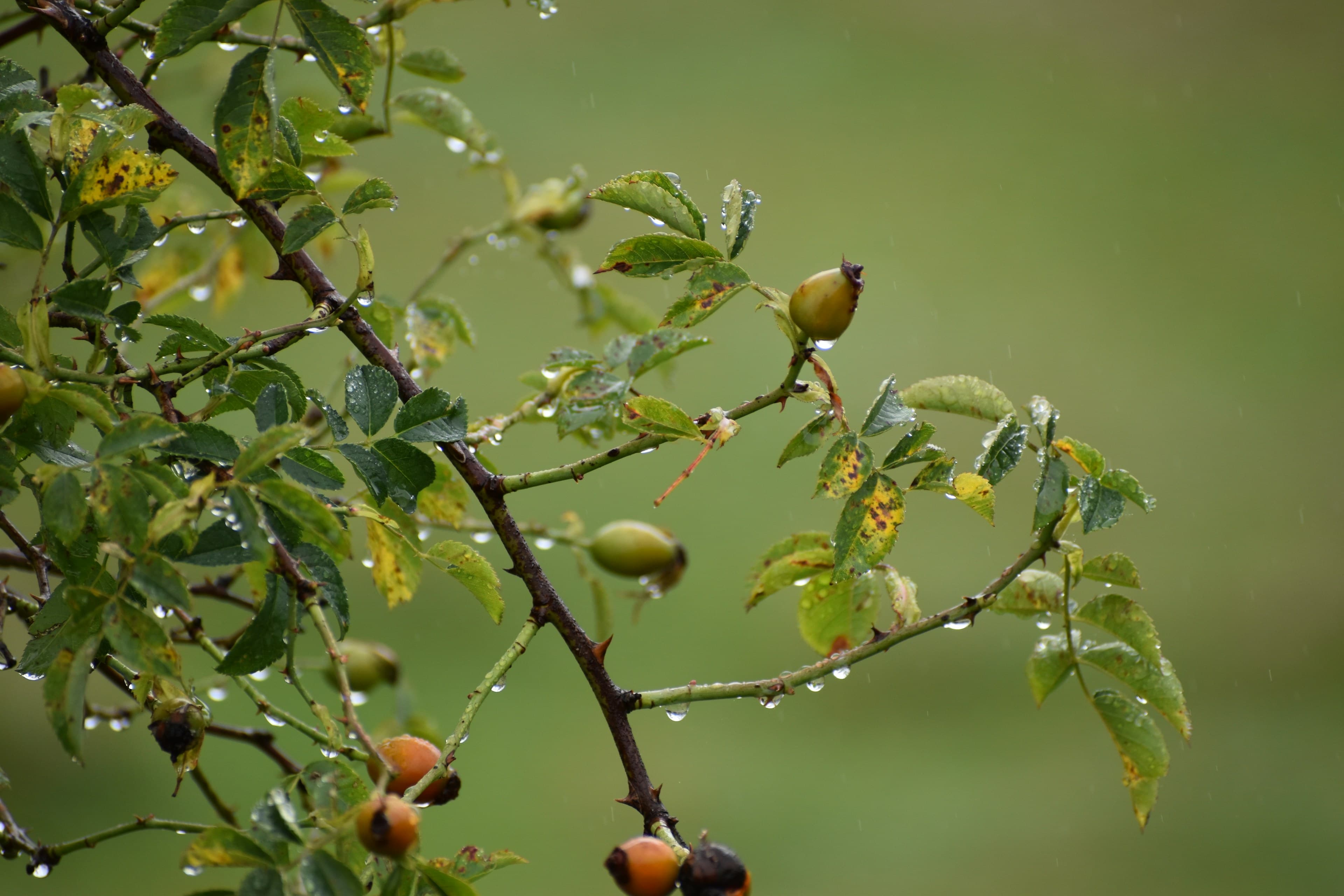 Mist and rain moving through a Kinnaur apple orchard