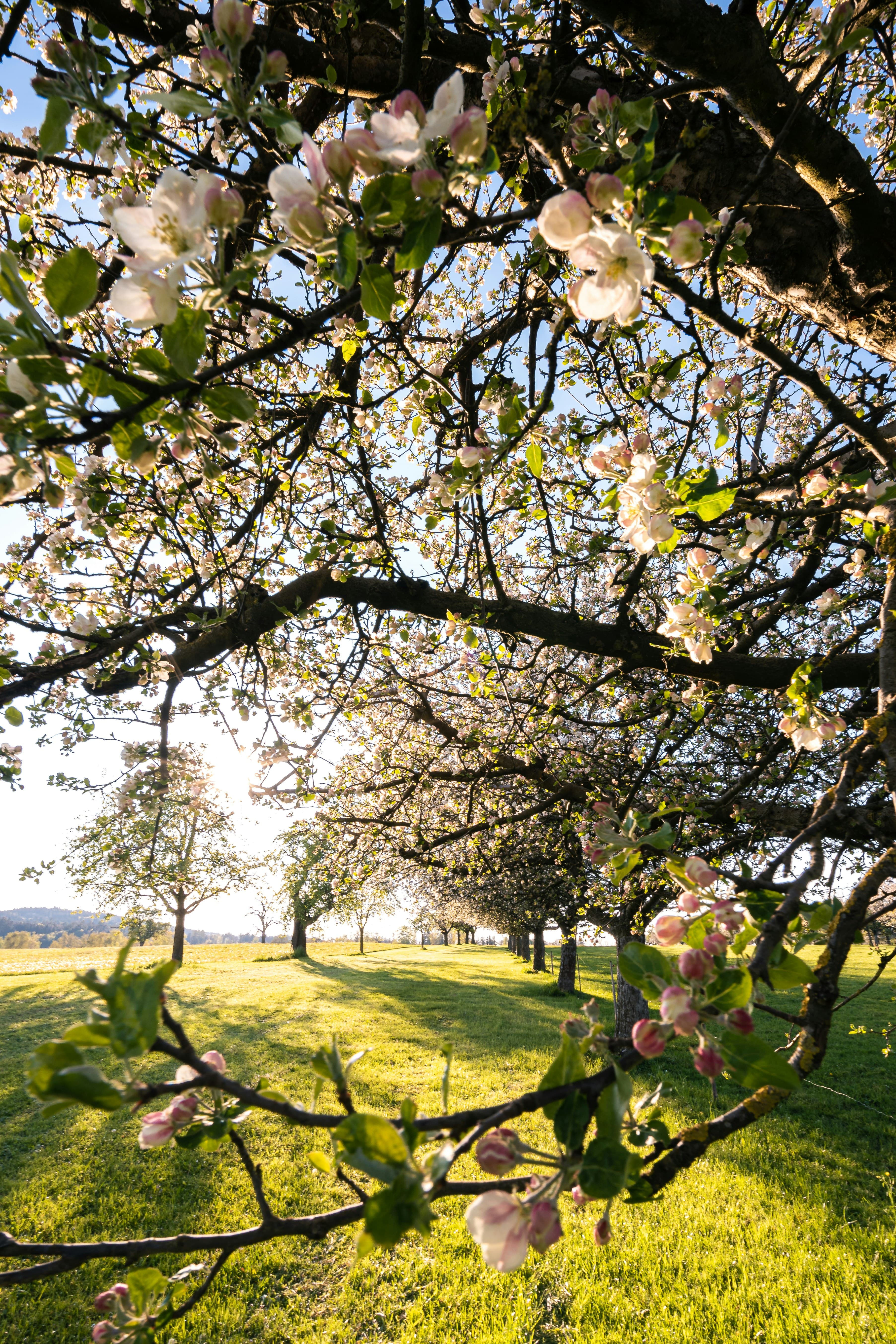 Apple blossom across a Himalayan orchard in spring