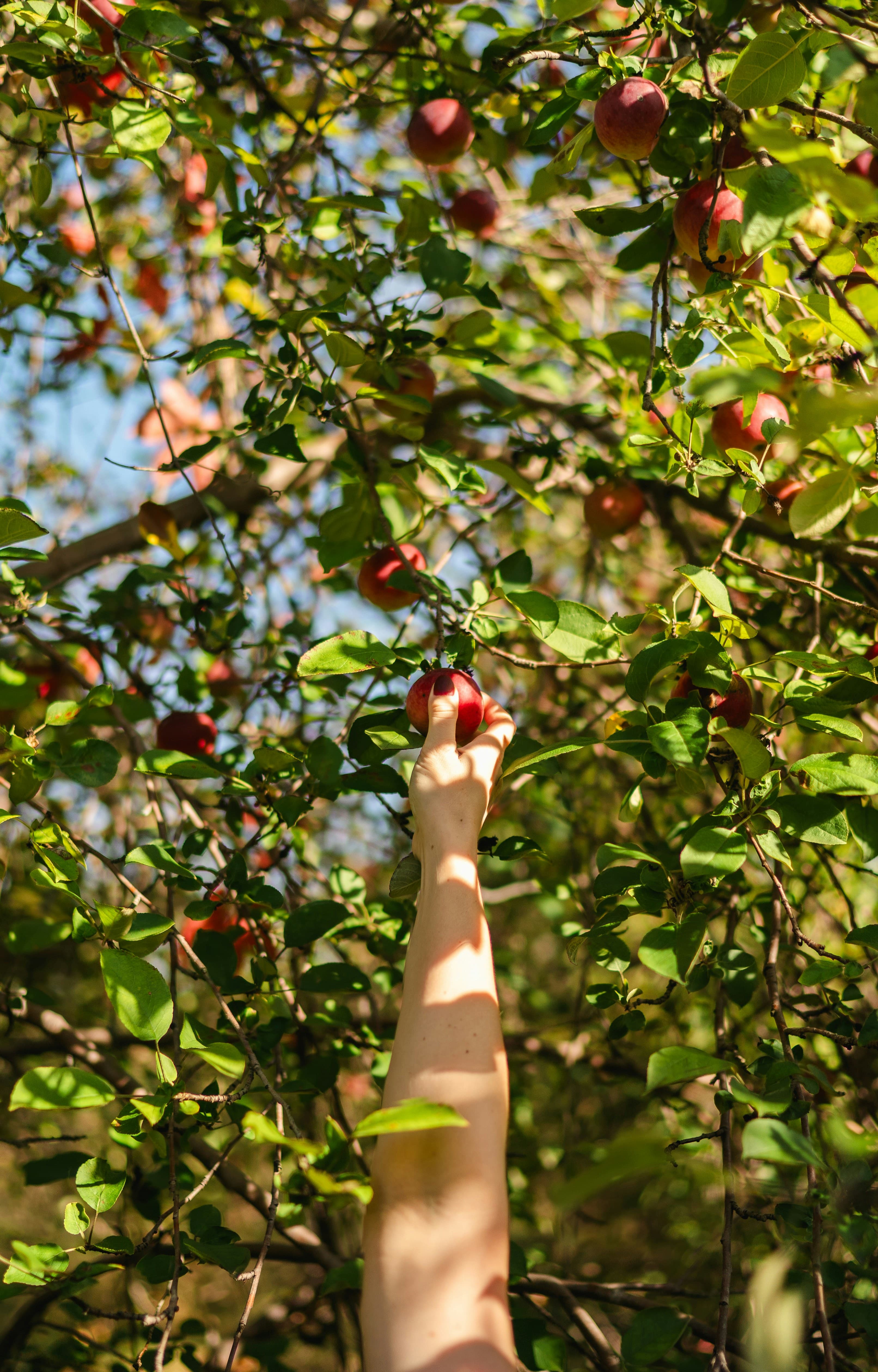 Hands thinning young apples from a branch