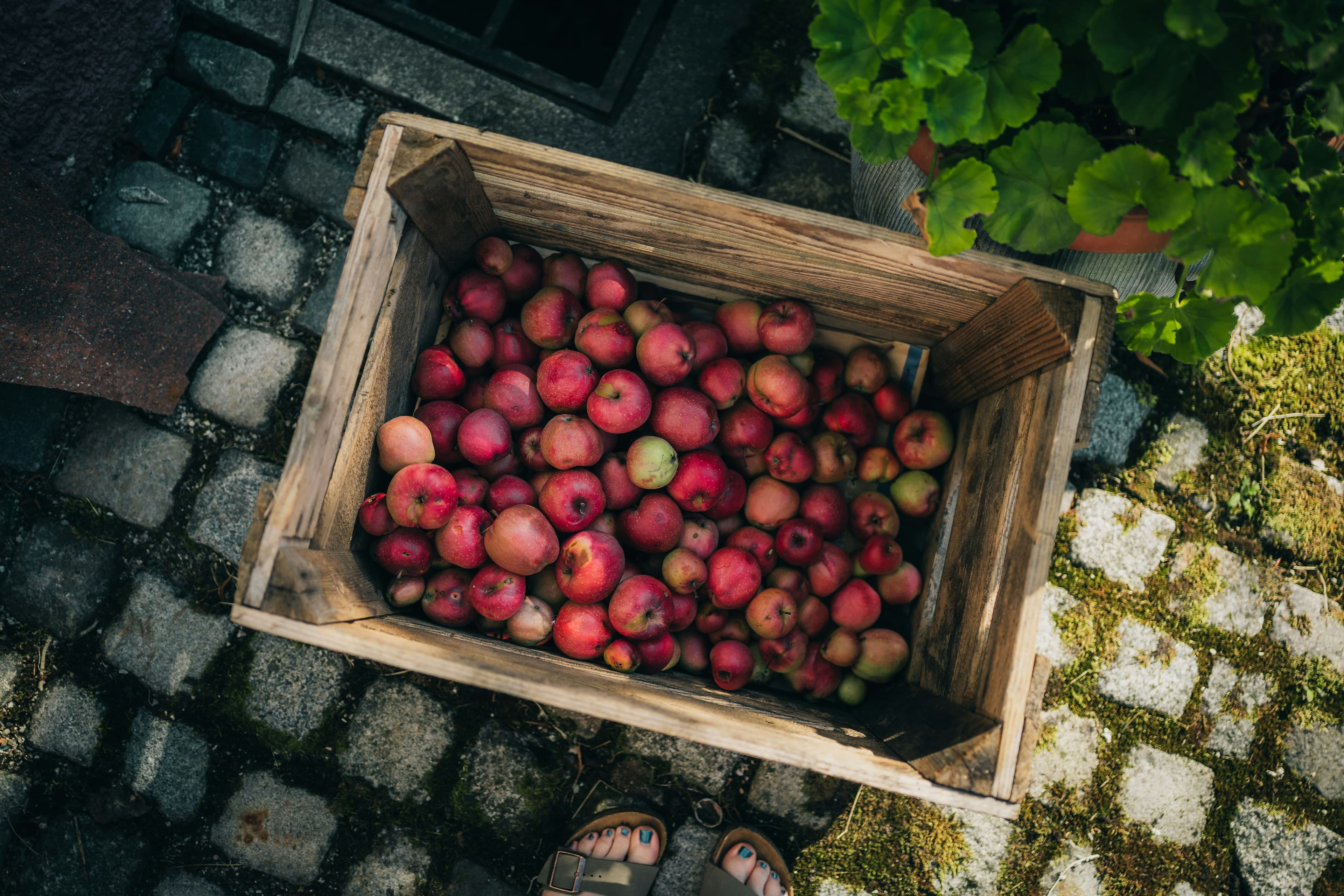 Apples being sorted and graded for packing