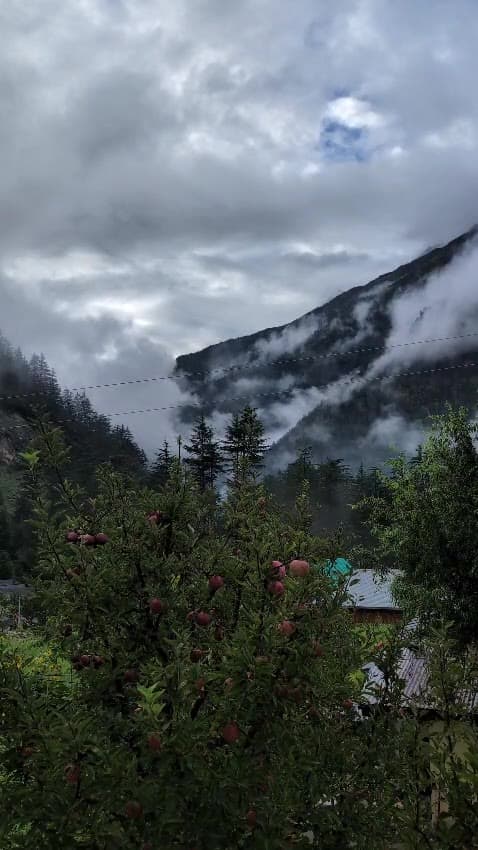 The orchard at Rakchham through the season, filmed among the trees